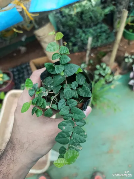 Creeping Fig / Ficus Pumila / Ivy / Chipkali Bail