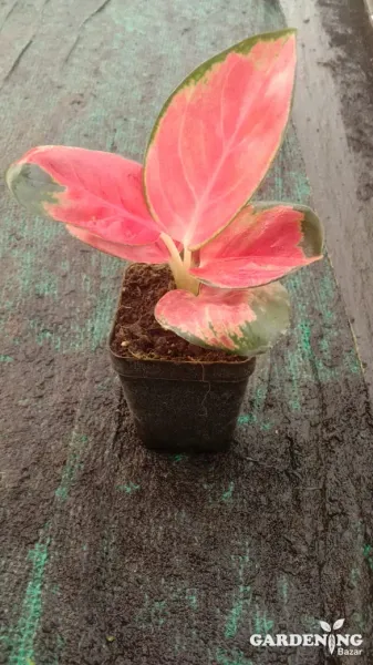 Aglaonema Thailand Red