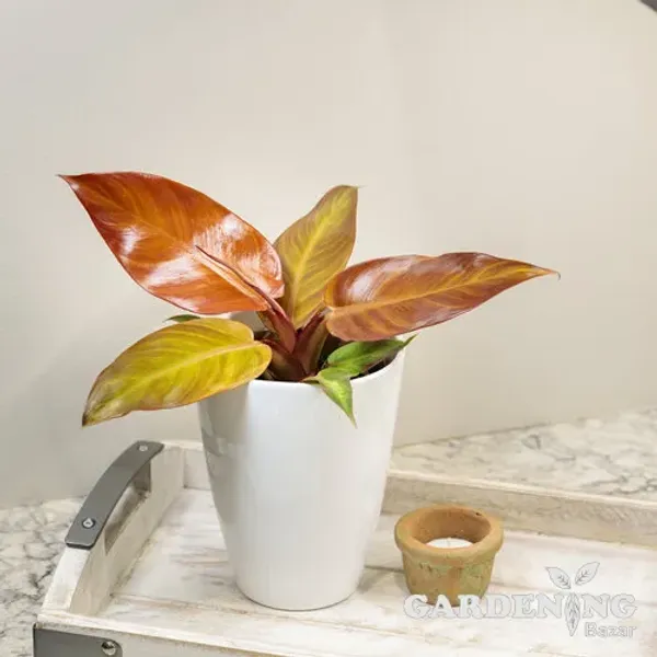 Exotic Combo Of 4 (Philodendron Sun Red, Ficus Elastica Tineke White, Homalomena Emerald Gem, Ficus Shiveriana)