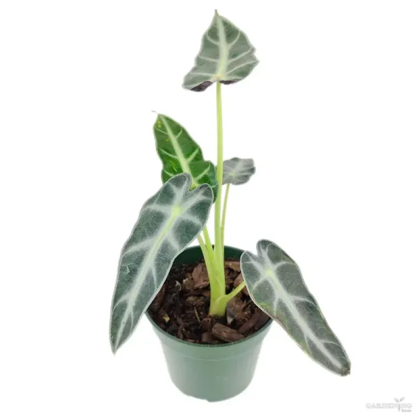 Bambino Plant (Ficus lyrata ‘Bambino’)