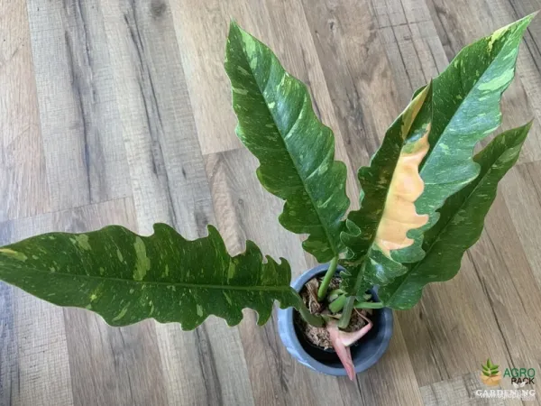 Ring of Fire Premium Variegated Rare