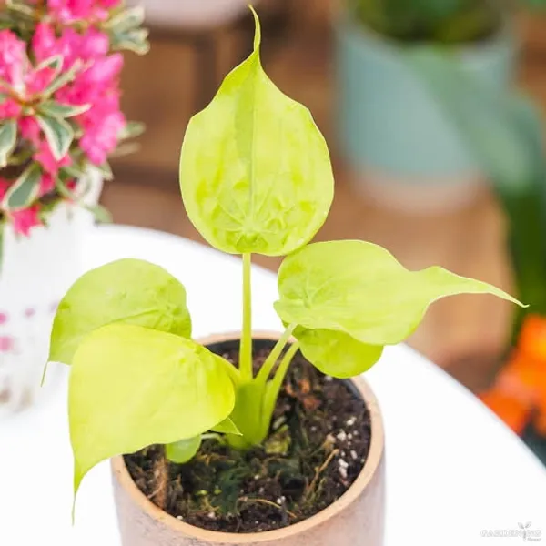 Premium Indoor Plants Combo (Brancifolio, Longiloba, Jacklyn, Cuculata)