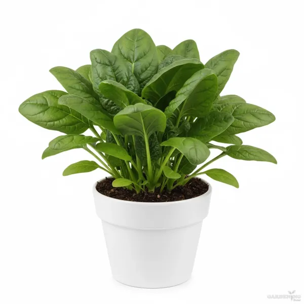 Spinach Seeds (Paalak) Qty (150-200)
