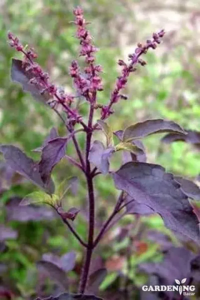 Shyam Tulsi Seeds (Black)