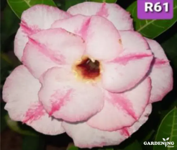 Grafted Adenium Obesum R61