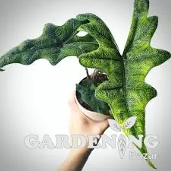 Alocasia Jacklyn