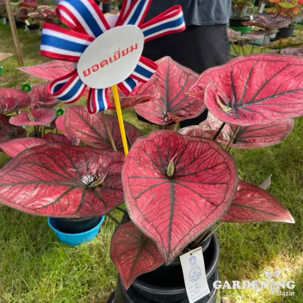 Caladium Wangtong