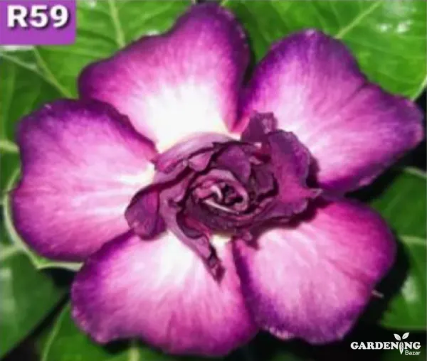 Grafted Adenium Obesum R59