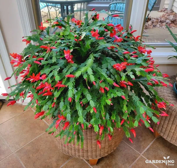 Christmas Cactus Red