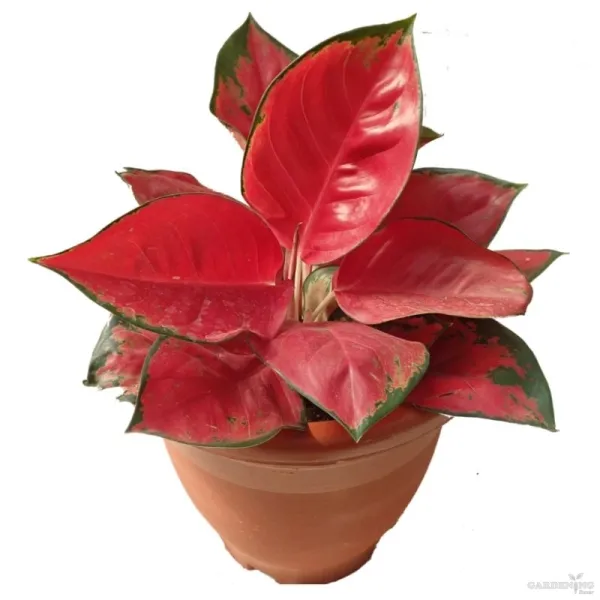 Thailand Red Aglonima