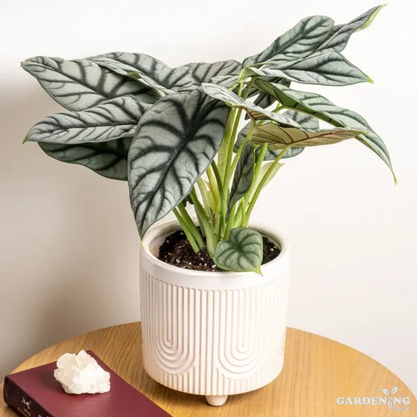 Alocasia Silver Dragon
