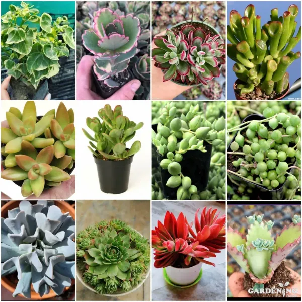 Mini Succulent combo of 12 Plants (English Ivy, Kalanchoe Blossfeldiana, Echeveria Ruby Slippers, Crassula  Gollum, Sedum Nussbaumerianum, Crassula Ovata, String Of Tear, String Of Pearls, Topsy Turvy, Laxmi Kamal, Red Camfire, Kalanchoe Daigremontiana)