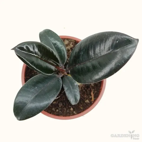 Rubber Plant Black