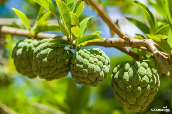 Custard Apple