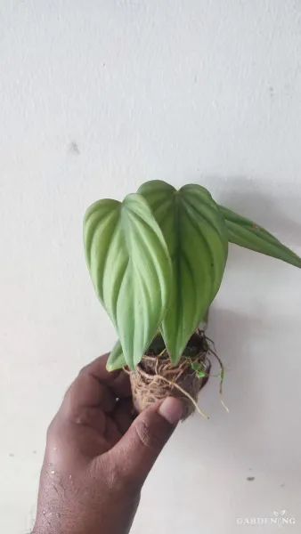 Philodendron Sp Colombia