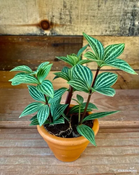 Parallel Peperomia