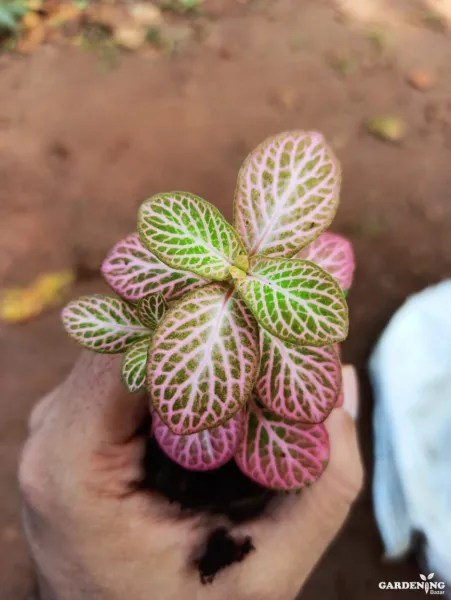 Fittonia  Combo Of  12