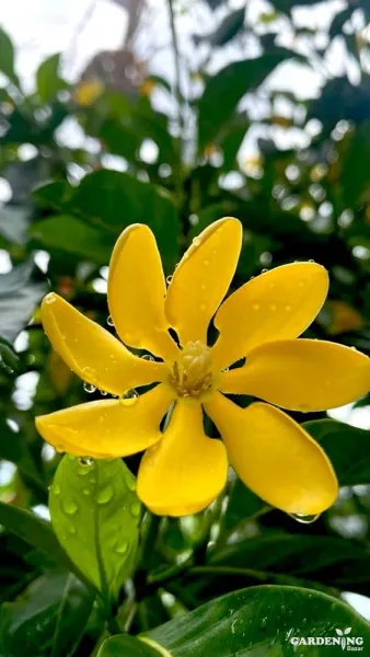 Yellow Gardenia / Gandharaja / Cape Jasmine