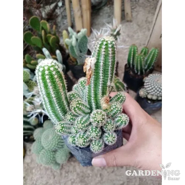 Mini Cacti Combo Of 9 Plants (Mammillaria Zeilmanniana, Echinopsis Chamaecereus, Sulcorebutia, Echinopsis Tubiflora, Fairy Castle, White Bunny Ear,  Mammillaria Elongata, Mammillaria Prolifera, Red Bunny Ear)