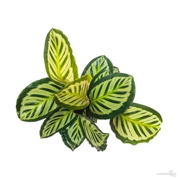 Calathea Cora