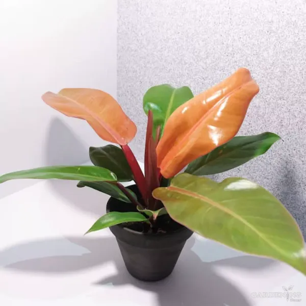 Exclusive Exotic Plant Trio (Philodendron Xanadu, Alocasia Amazonica, and Prince of Orange Philodendron)