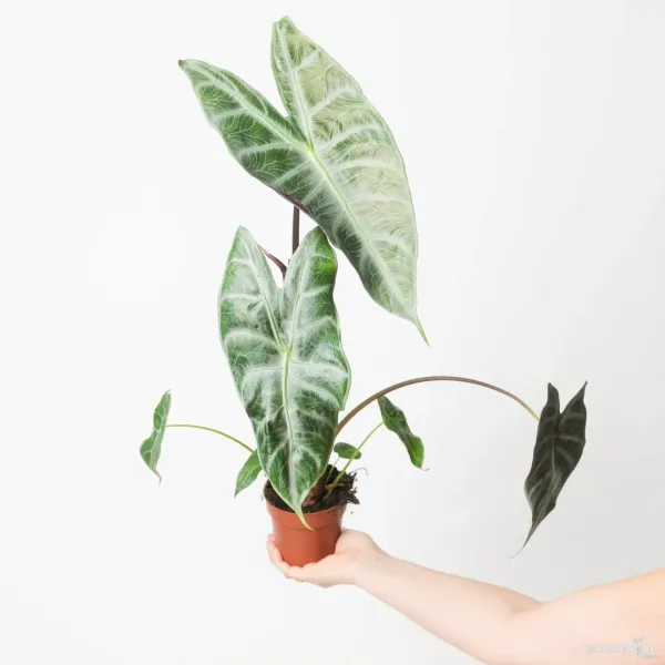 Longiloba (Aglaonema longiloba)