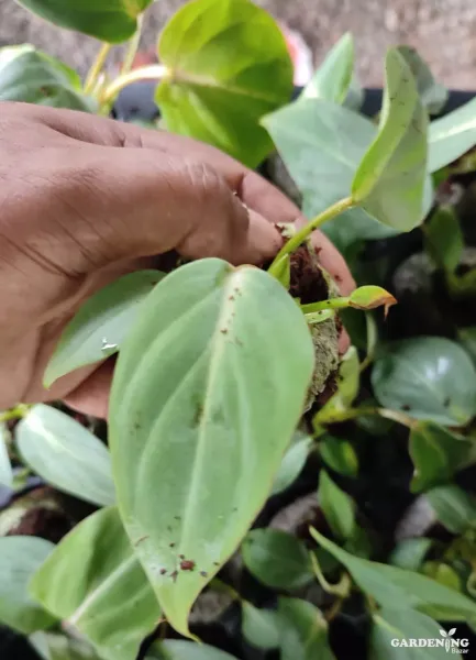 Exotic Combo Of 4 (Philodendron Gloriosum, Alocasia Amazonica, Alocasia Black Velvet, Silver Dragon Alocasia)