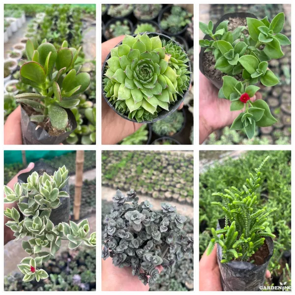 Succulent combo of 6 Plants ( Crassula ovata, Laxmi Kamal, Baby sun rose, Variegated baby sunrose, Turtle vine, Rattail Crassula)