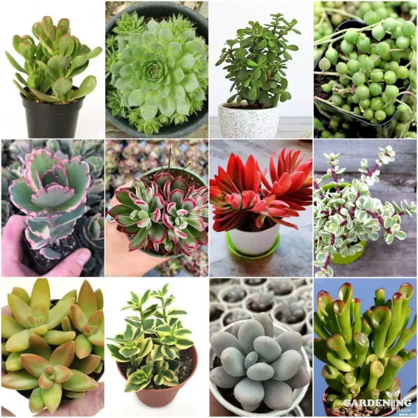 Mini Succulent combo of 12 Plants (Crassula arborescens, Laxmi Kamal, Jade Plant, String Of Pearls,  Kalanchoe Blossfeldiana, Echeveria Devotion, Red campfire, Jade Plant Elephant Bush, Sedum Nussbaumerianum, English Ivy, Moon Stone , Crassula Gollum)