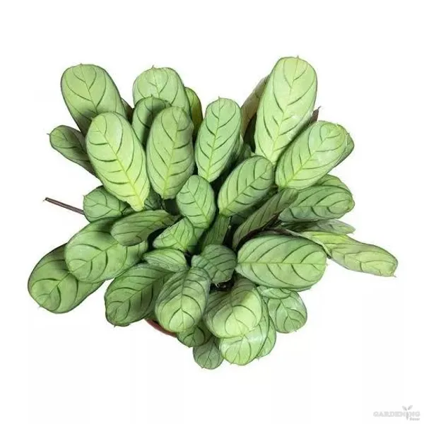Ctenanthe Burle Marxii Amagris