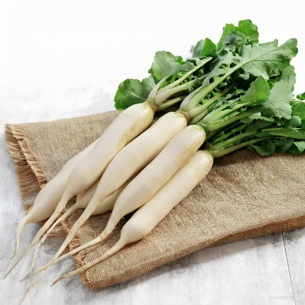 Radish Seeds Qty (30-50)