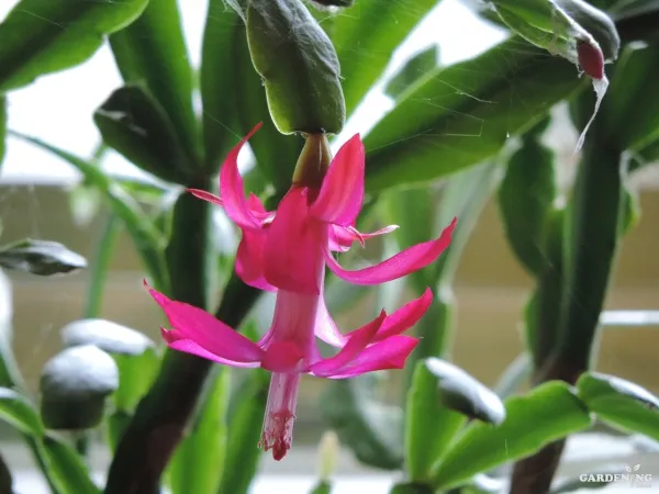 Xmas Cactus Combo Of 6