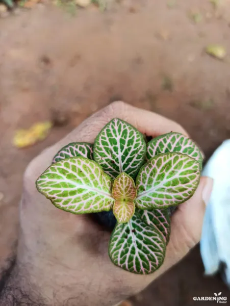 Fittonia  Combo Of  12